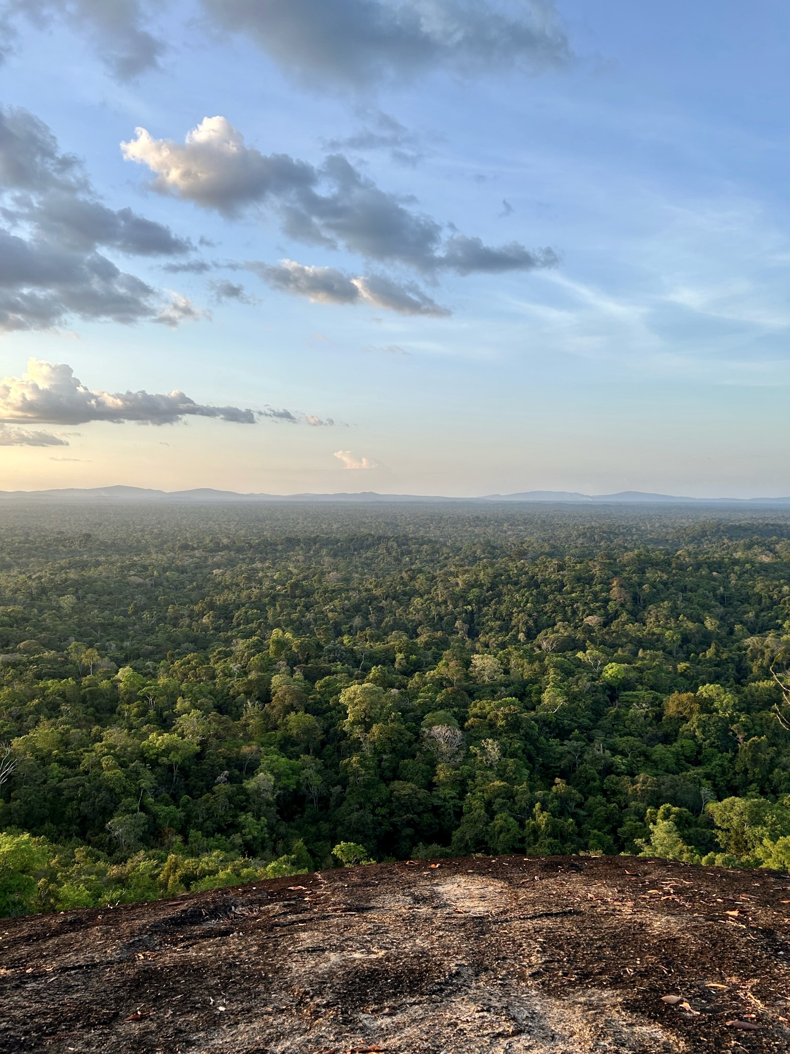 Forest view, Suriname